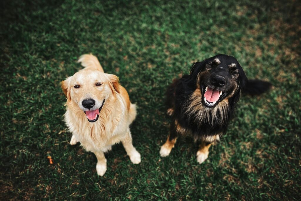 What Does Your Dog's Tail Say?