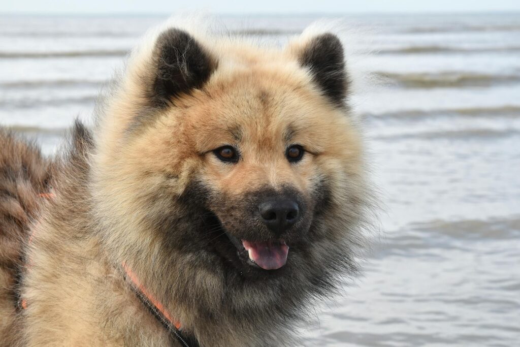 Eurasier