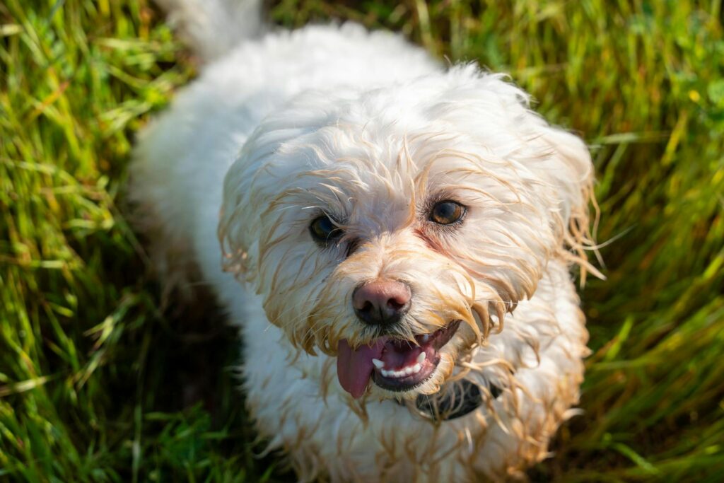 Mini Labradoodle heakth issue