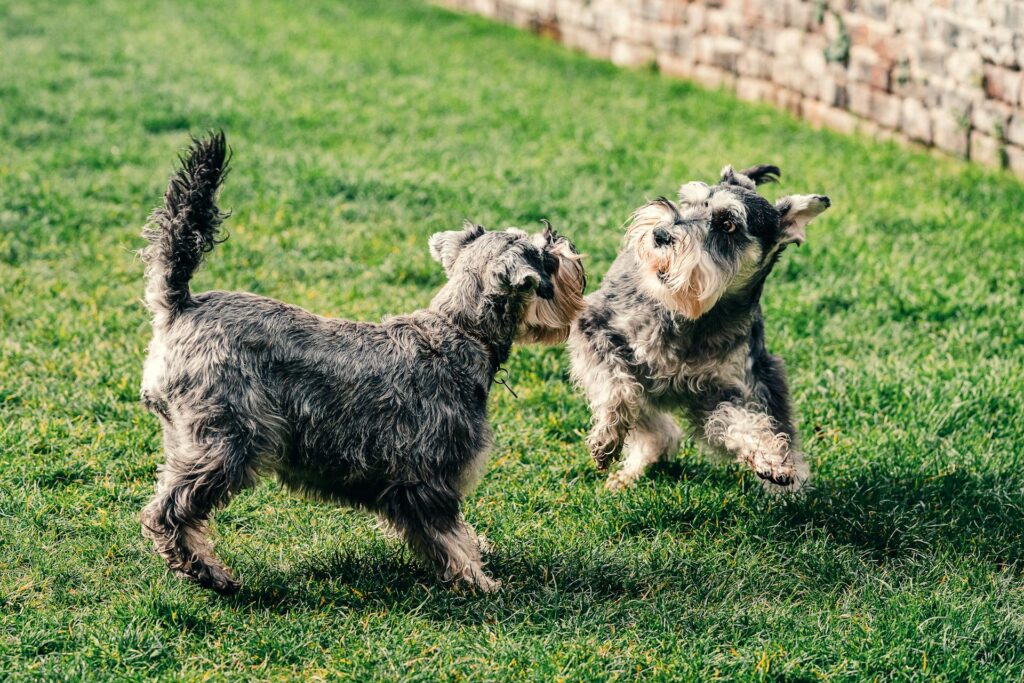 Mini Labradoodle