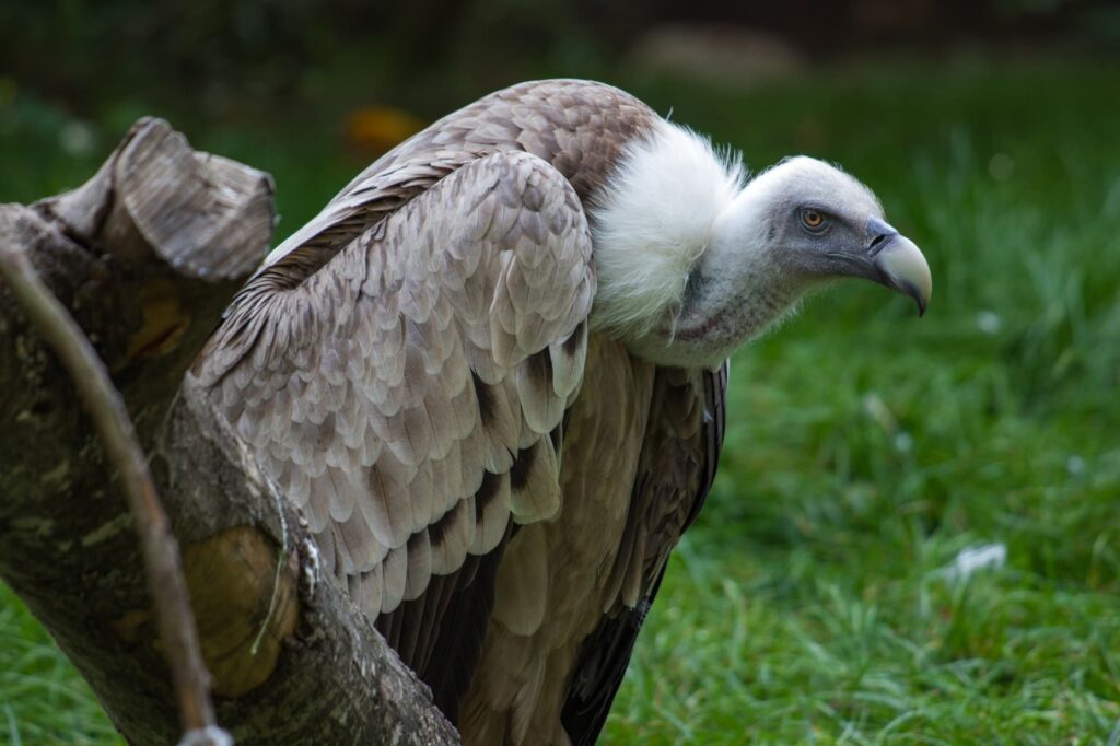 shoebill