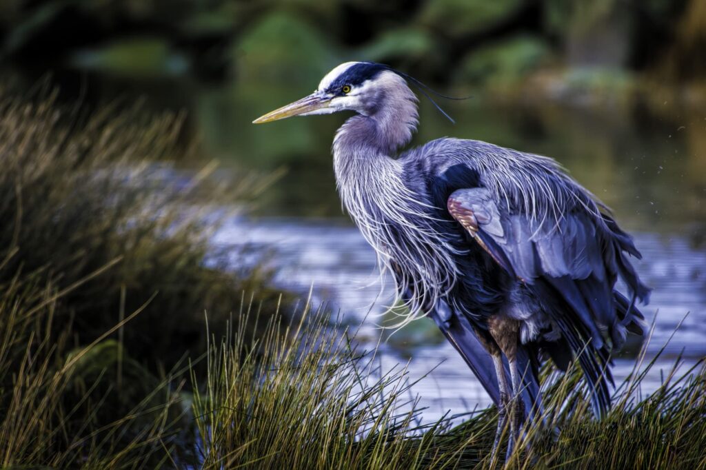 shoebill
