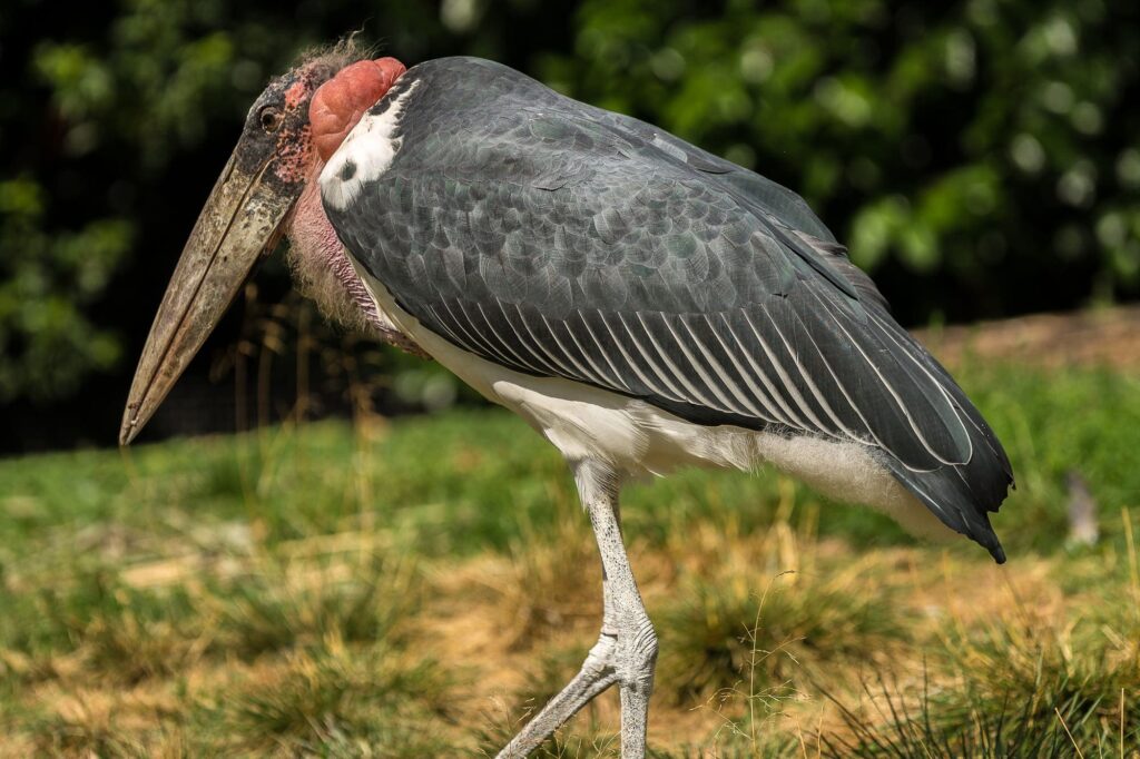 shoebill