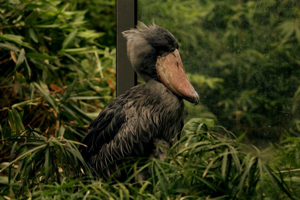 shoebill