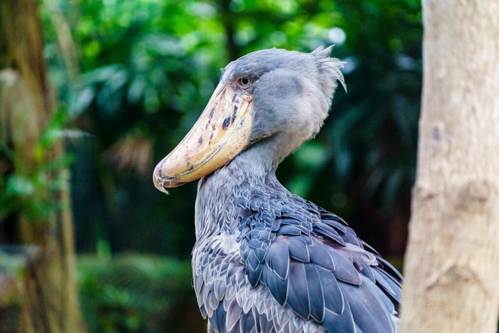 shoebill