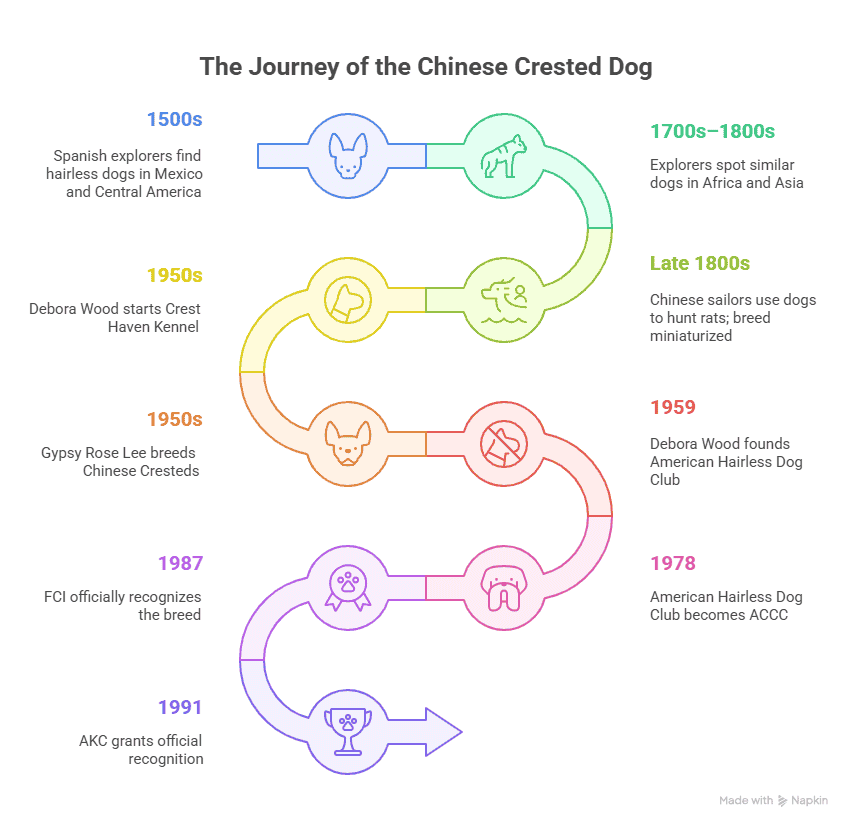 Chinese Crested Dog History Timeline