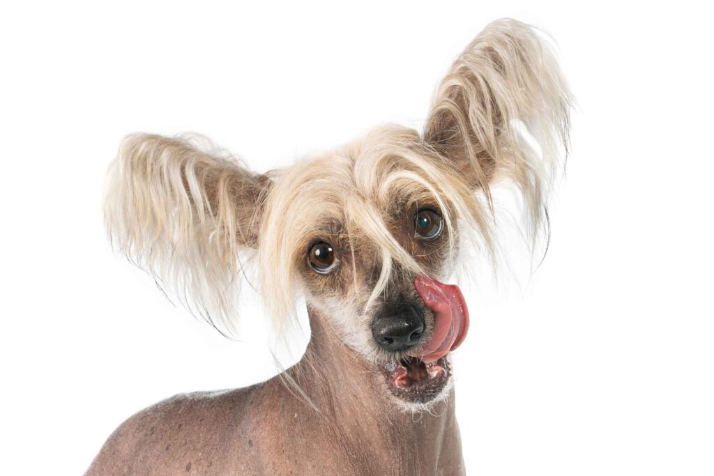 Food and Nutrition: Keeping Your Chinese Crested Healthy