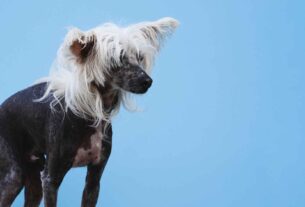 Chinese Crested Dog