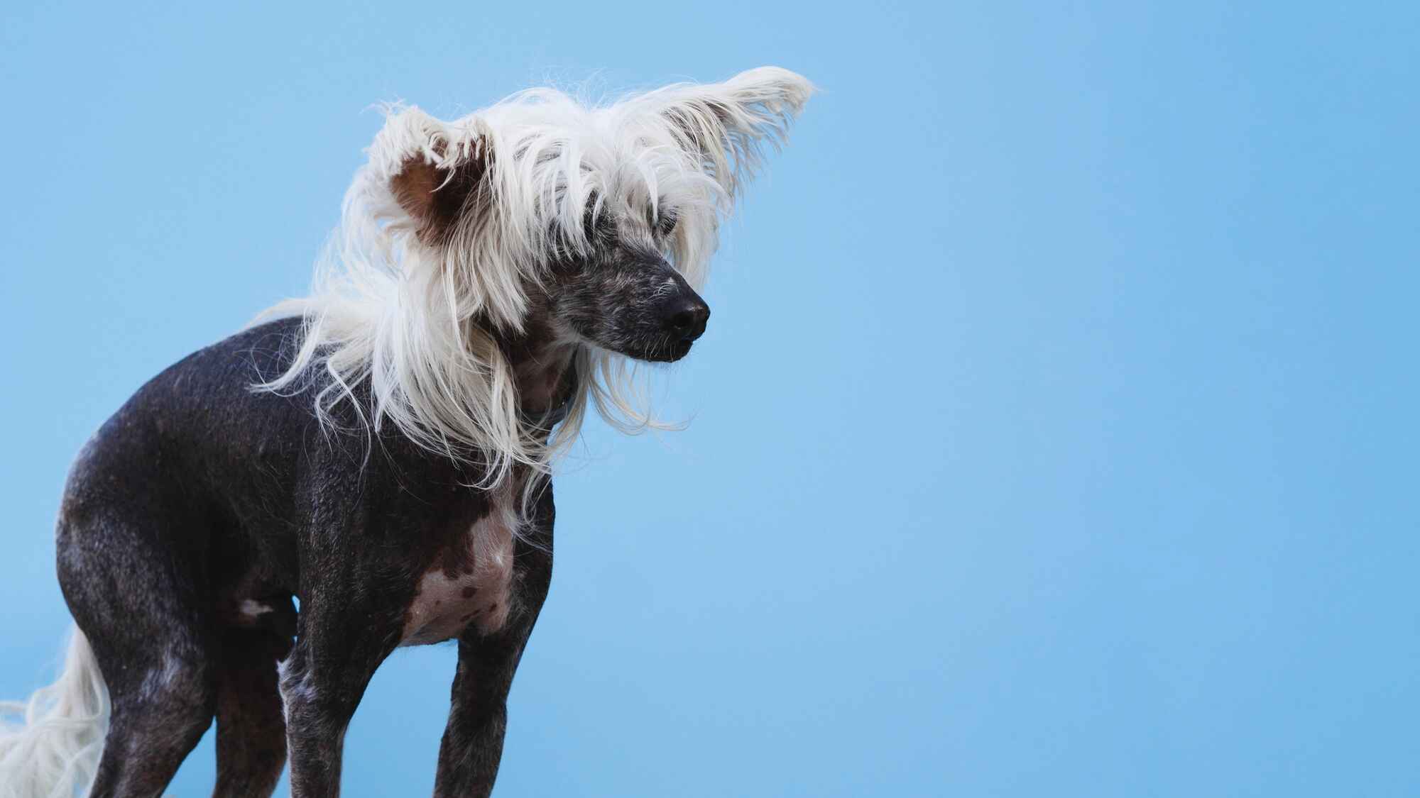Chinese Crested Dog